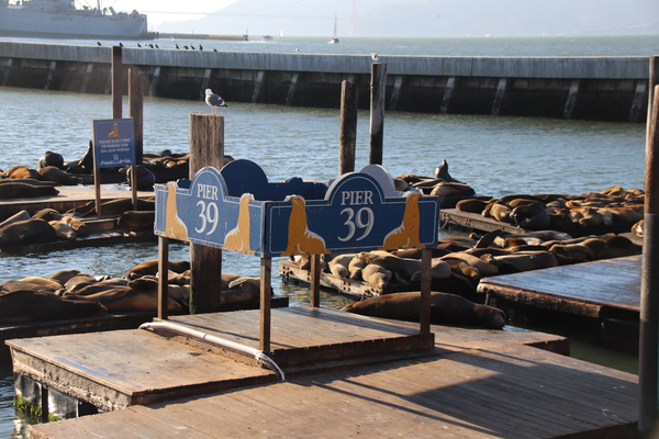 Pier 39 sign and piers with sea lions