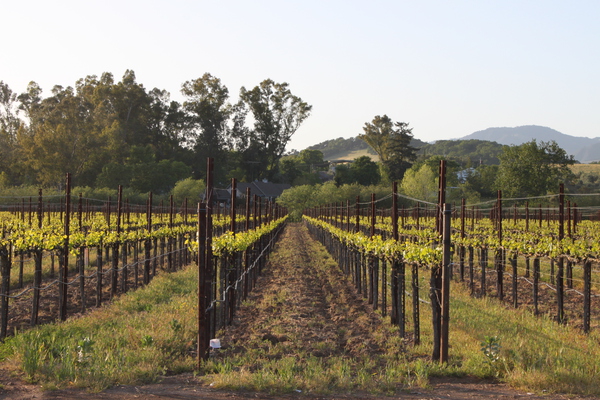 Sonoma Valley vineyard