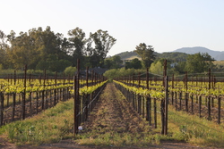 Sonoma valley vineyard
